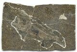 Oligocene Fossil Percoid Fish (Oligoserranoides) - Poland #374399-1
